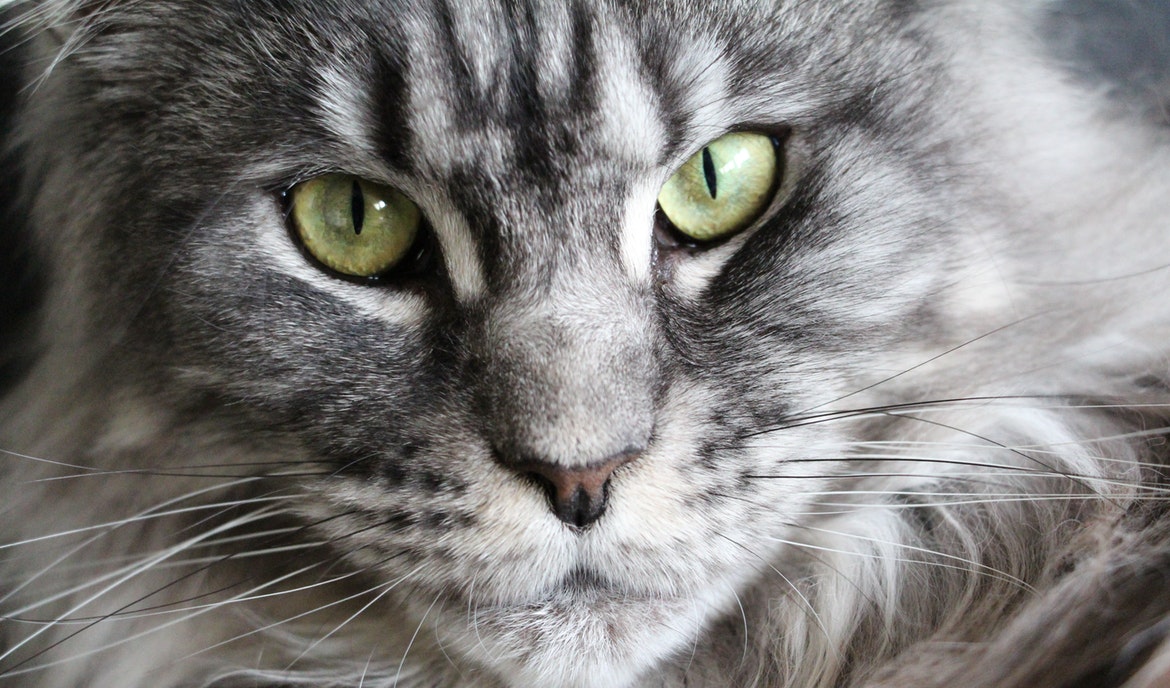 Maine Coon: Nutrition and Characteristics 